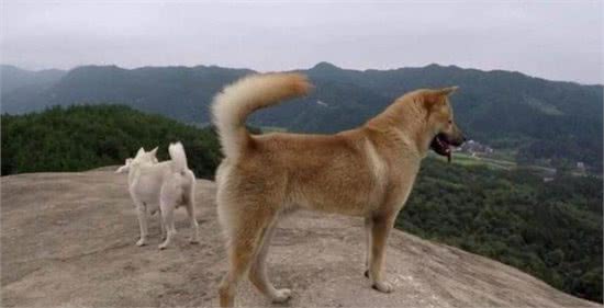 老一辈选狗,有四句要诀,领会其中精髓你就能挑到好狗