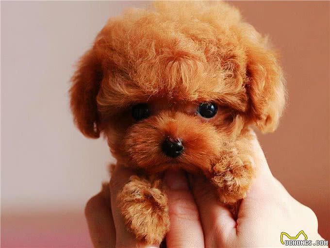 泰迪犬的标准体重是多少?看看你家的是胖还是瘦
