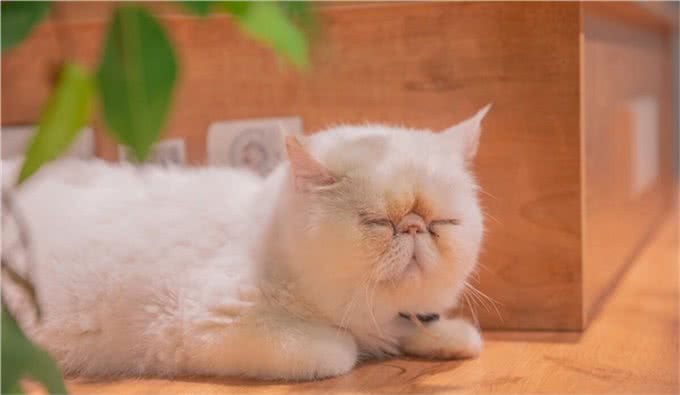 加菲猫是什么品种,这个品种都有哪些特性