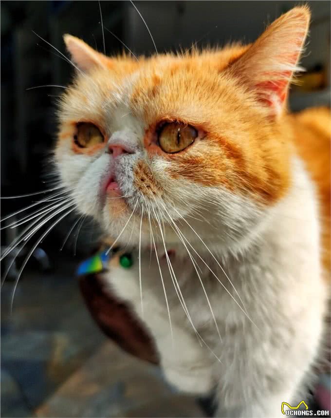 加菲猫是什么品种,这个品种都有哪些特性