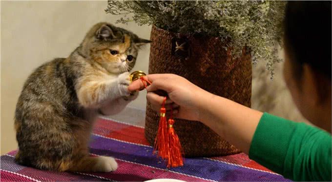 加菲猫是什么品种,这个品种都有哪些特性