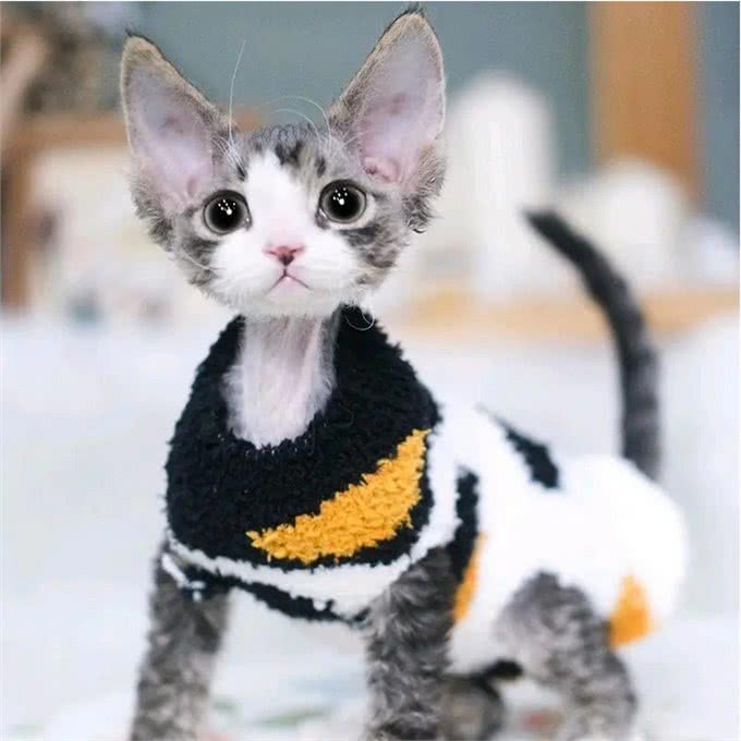 真正的猫界小精灵,黏人掉毛少的德文卷毛猫有什么特别之处?