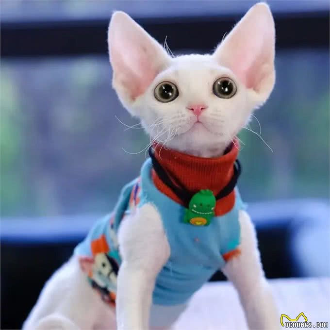 真正的猫界小精灵,黏人掉毛少的德文卷毛猫有什么特别之处?