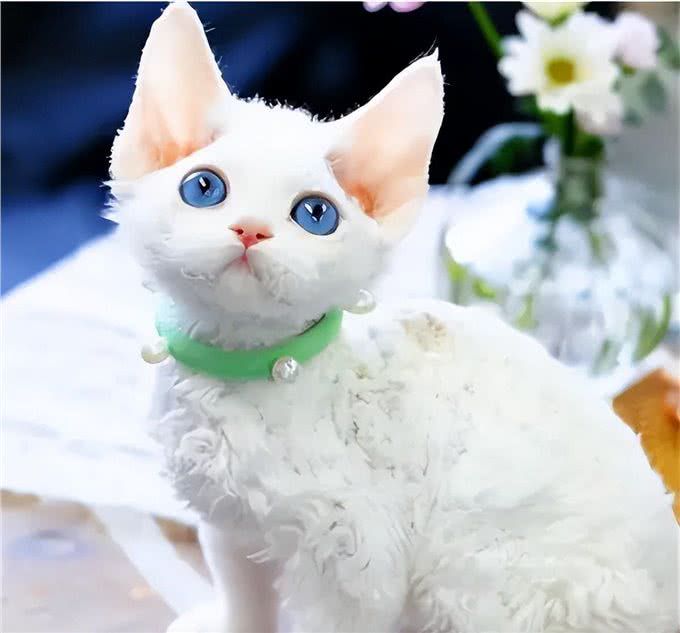 真正的猫界小精灵,黏人掉毛少的德文卷毛猫有什么特别之处?