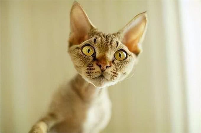 真正的猫界小精灵,黏人掉毛少的德文卷毛猫有什么特别之处?