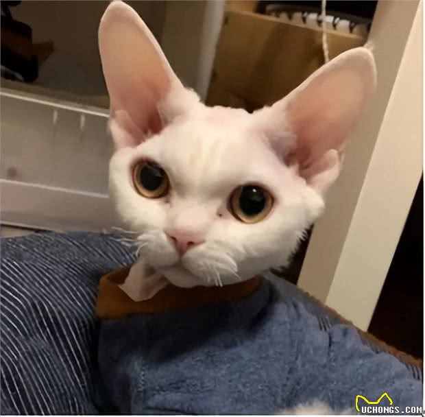 真正的猫界小精灵,黏人掉毛少的德文卷毛猫有什么特别之处?