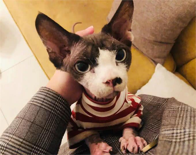 真正的猫界小精灵,黏人掉毛少的德文卷毛猫有什么特别之处?