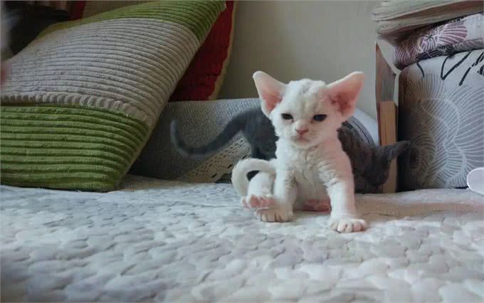 真正的猫界小精灵,黏人掉毛少的德文卷毛猫有什么特别之处?