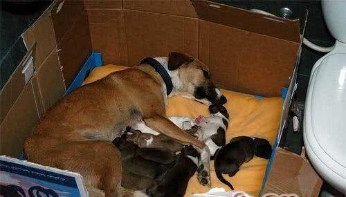 母犬分娩过程全程解析