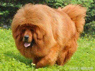 世界上最大的犬种,藏獒VS高加索,谁更加猛?