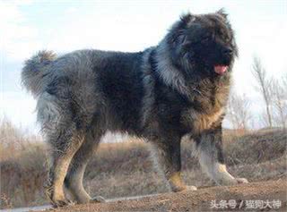 世界上最大的犬种,藏獒VS高加索,谁更加猛?