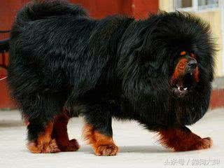 世界上最大的犬种,藏獒VS高加索,谁更加猛?