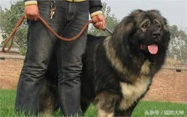 世界上最大的犬种,藏獒VS高加索,谁更加猛?