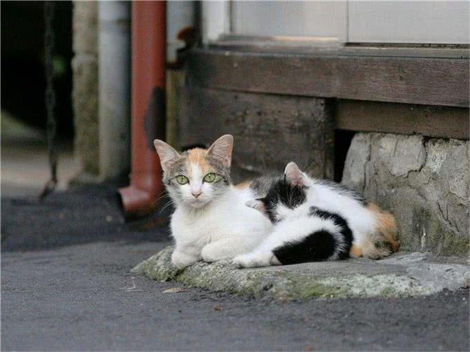 流浪猫生活很自由?了解过它的四种生活后便知道,比想象中更难过