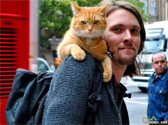 流浪猫生活很自由?了解过它的四种生活后便知道,比想象中更难过