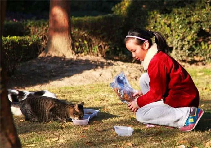 流浪猫生活很自由?了解过它的四种生活后便知道,比想象中更难过