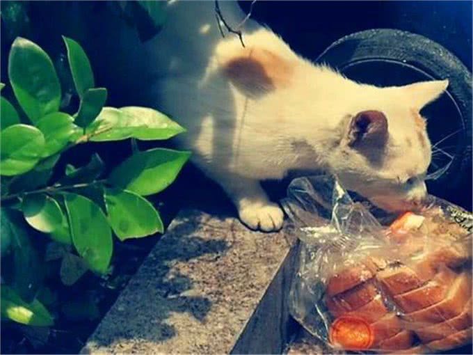 流浪猫生活很自由?了解过它的四种生活后便知道,比想象中更难过