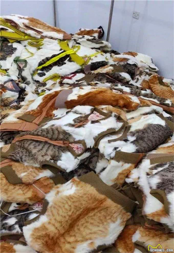 流浪猫生活很自由?了解过它的四种生活后便知道,比想象中更难过