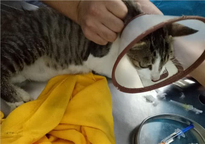流浪猫生活很自由?了解过它的四种生活后便知道,比想象中更难过