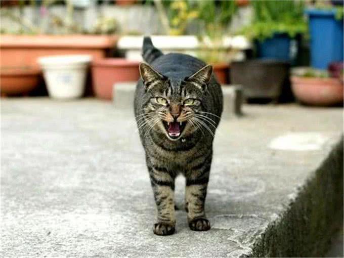 流浪猫生活很自由?了解过它的四种生活后便知道,比想象中更难过