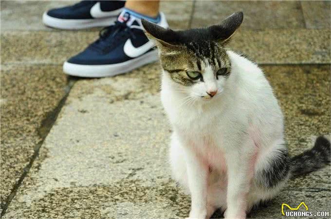 流浪猫生活很自由?了解过它的四种生活后便知道,比想象中更难过