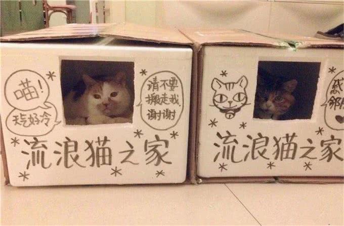 流浪猫生活很自由?了解过它的四种生活后便知道,比想象中更难过