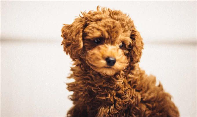 说一说符合犬种标准的泰迪犬具有哪些方面的特点