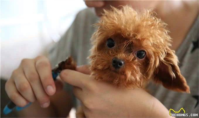 说一说符合犬种标准的泰迪犬具有哪些方面的特点
