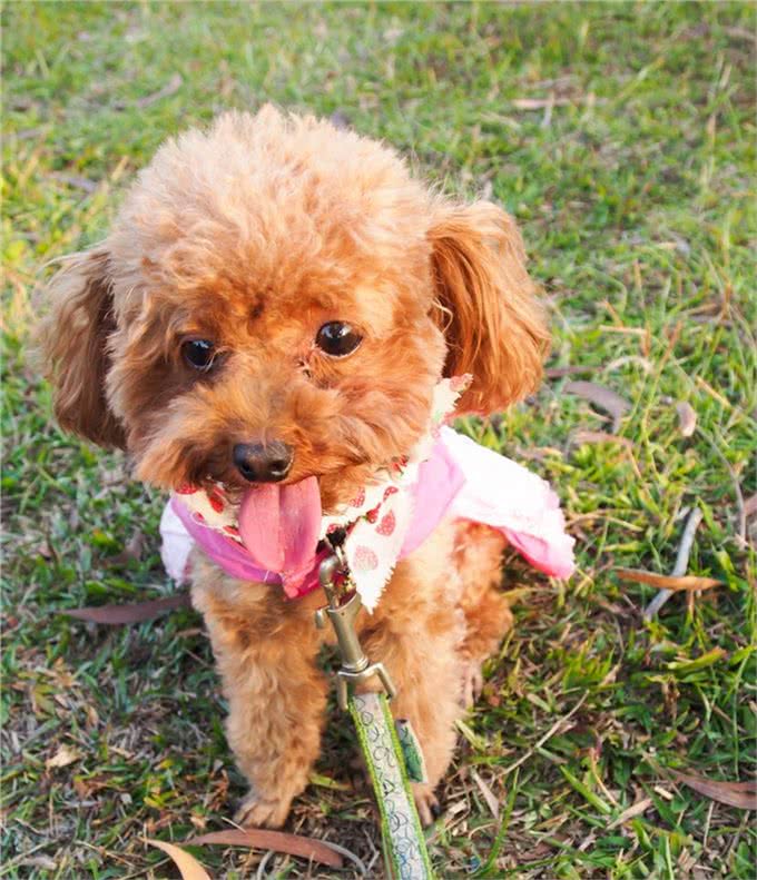 说一说符合犬种标准的泰迪犬具有哪些方面的特点