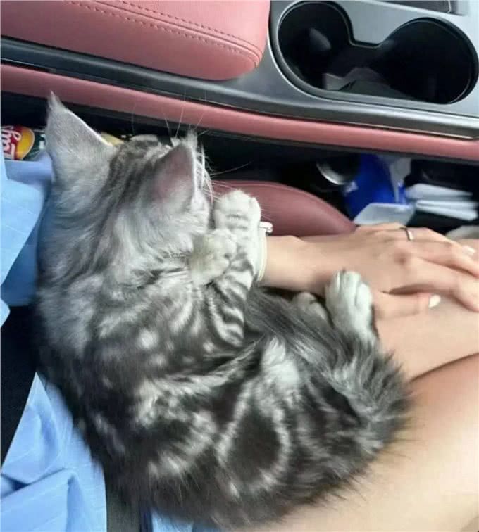 缅因猫是美国最大、最古老的猫种