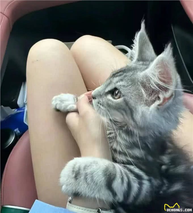 缅因猫是美国最大、最古老的猫种
