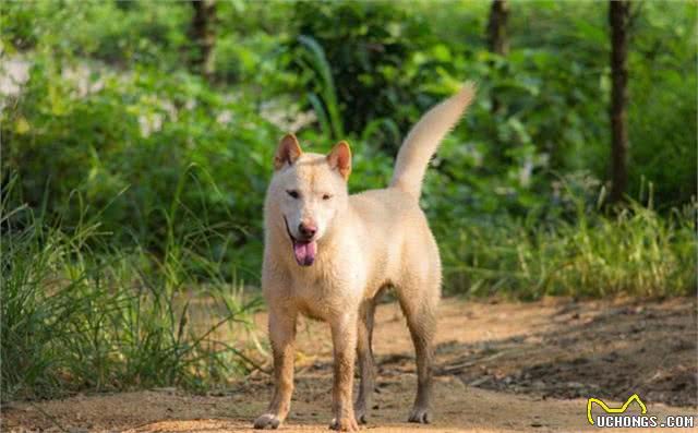 中华田园犬的介绍