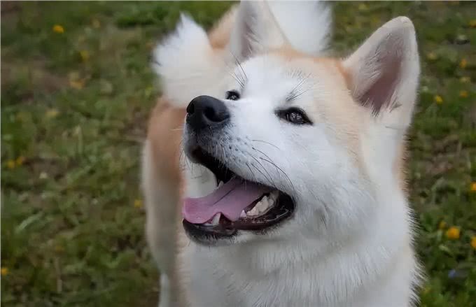 秋田犬,被誉为日本国宝,却为何这么少人养?