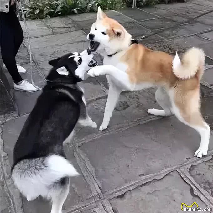 秋田犬,被誉为日本国宝,却为何这么少人养?