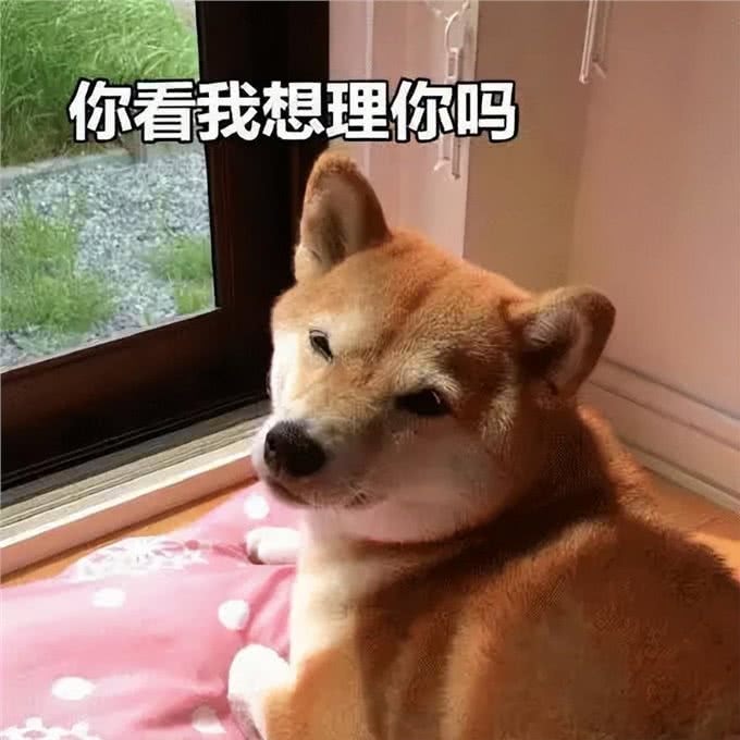 秋田犬,被誉为日本国宝,却为何这么少人养?