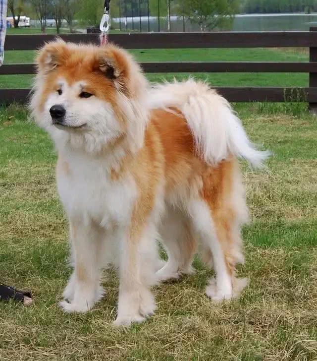 秋田犬,被誉为日本国宝,却为何这么少人养?