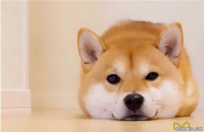 秋田犬,被誉为日本国宝,却为何这么少人养?