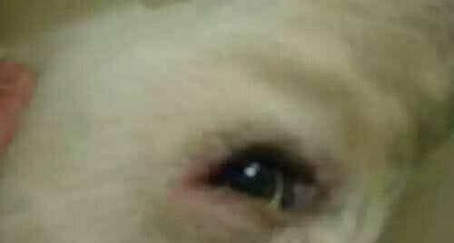 宠物常见几大眼病