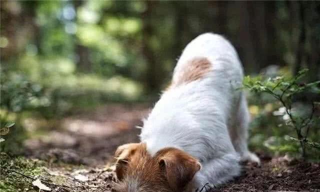 揭秘:为什么狗狗喜欢埋骨头,是因为不舍得吃还是天性使然?