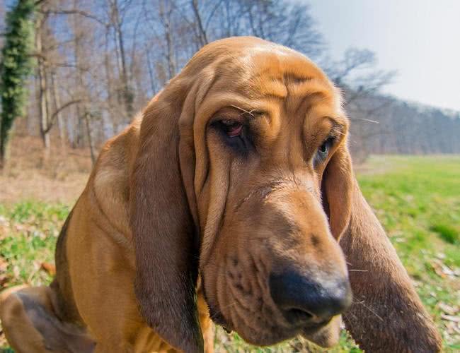14天前的气味都可以追踪到?寻血猎犬堪称罪犯杀手!