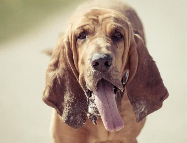 14天前的气味都可以追踪到?寻血猎犬堪称罪犯杀手!