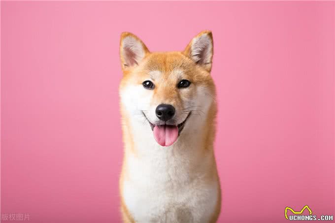 狗是否处于健康状态,看看狗的这些地方一目了然