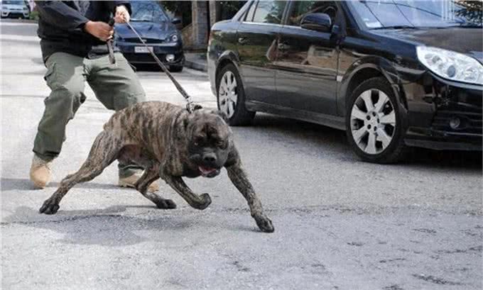 它们是猛犬界中的4大天王,其中它被称为,天使与魔鬼的混合体