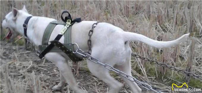它们是猛犬界中的4大天王,其中它被称为,天使与魔鬼的混合体