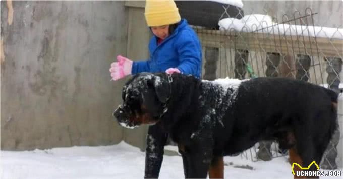 它们是猛犬界中的4大天王,其中它被称为,天使与魔鬼的混合体
