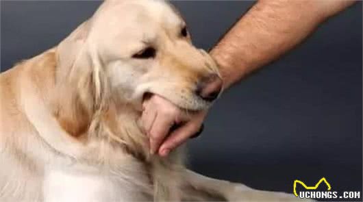 科普:孩子被狗咬了,家长要牢记这三个紧急处理方法