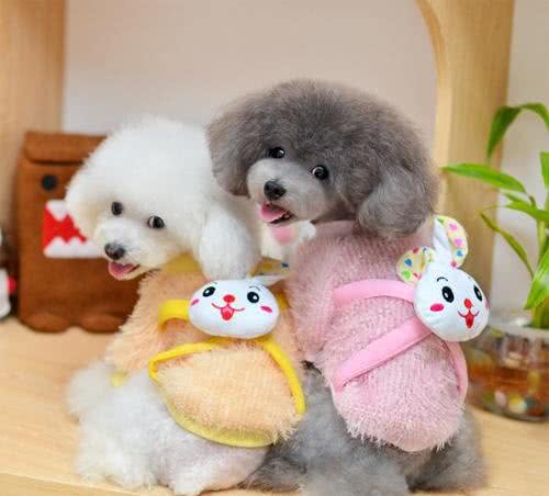 以下几点了解狗狗该不该穿衣服
