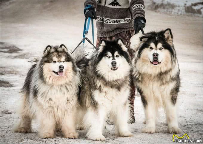 雪橇三傻之一阿拉斯加犬，为何少人养