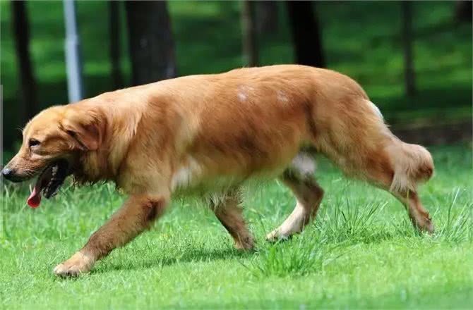 金毛犬有这些症状，说明它已经是老狗了