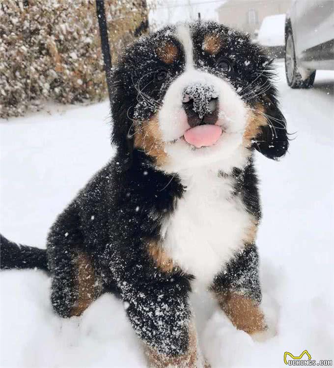 为什么说狗狗都是长不大的孩子，下场雪你就知道了!